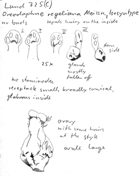 Vorschaubild Oreodaphne regeliana Meisn.